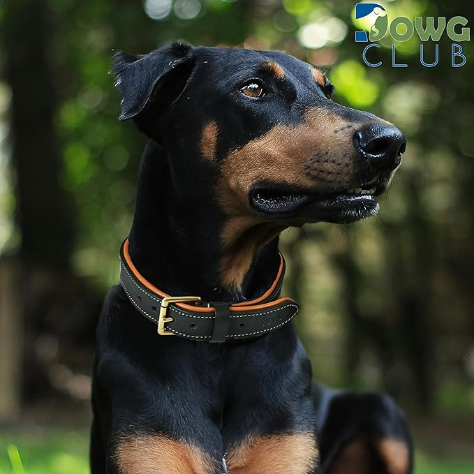 Genuine Leather Dog Collar | Full Grain, Heavy Duty, Comfortable, Padded, Strong | Best for Pups, Small, Medium, Large & XL Breeds (X-Large (Fit Neck Size 22"-26"), Teal Green)
