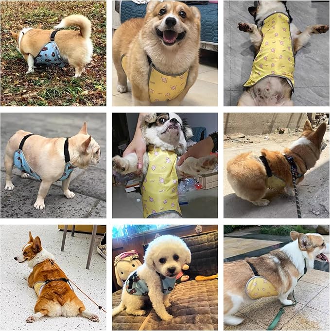 Waterproof Belly Shield for Corgis & Dachshunds – Adjustable underbelly Protector. Male/Female Designs. Stays Dry in rain, mud & Grass. Ideal for Sensitive Skin (Blue - Male, L)