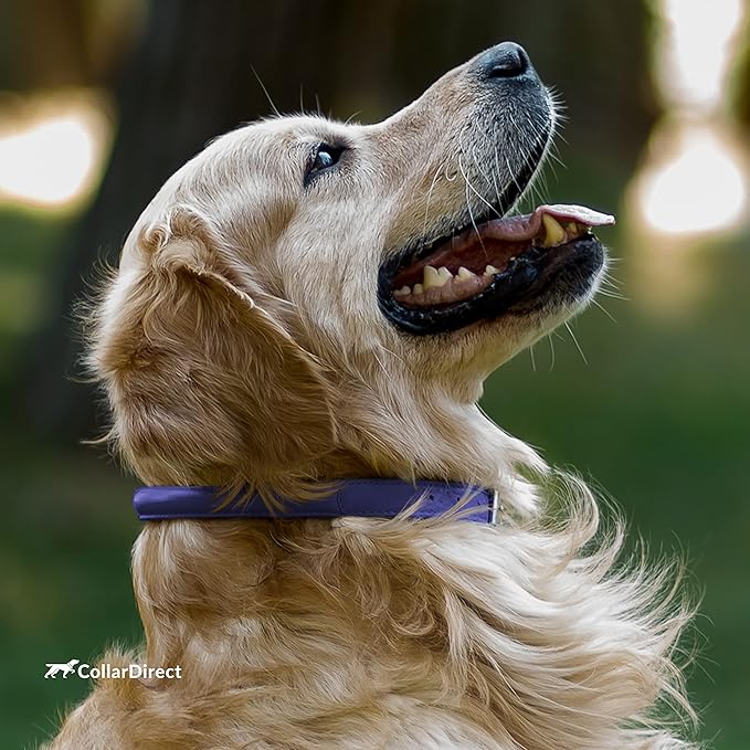 CollarDirect Rolled Leather Dog Collar, Soft Padded Round Puppy Collar, Handmade Genuine Leather Collar Dog Small Large Cat Collars 13 Colors (15-19 Inch, Purple Textured)
