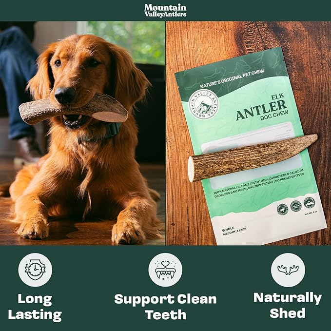 Mountain Valley Elk Antlers for Dogs - 100% Natural & Organic Chew for Aggressive Chewers, No Odor, No Mess, Long Lasting - Wild-Foraged Naturally Shed Antlers in USA - Grade A, Whole Jumbo (1 Pack)