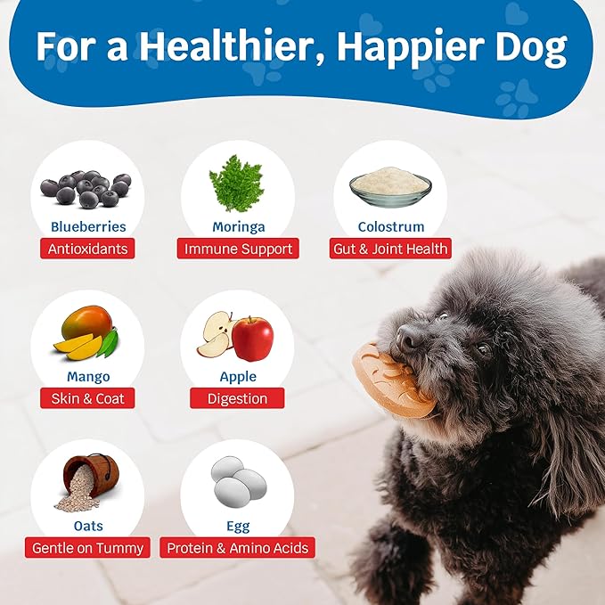 Shmush! Morning & Night Healthy Dog Biscuits – 100% All Natural Dog Treats Superfood with Blueberries, Colostrum & Moringa - Vet Formulated, Non-GMO, USA Made, Grain Free Cookies for Dogs (Box)