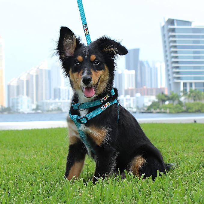 Pawtitas 6 FT Recycled Dog Leash with Reflective Stitched Thread Stitched on Side| Small Reflective Dog Leash Made from Plastic Bottles Collected from Oceans – Blue 6 ft Dog Leash