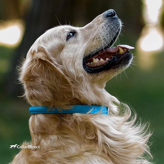 CollarDirect Rolled Leather Dog Collar, Soft Padded Round Puppy Collar, Handmade Genuine Leather Collar Dog Small Large Cat Collars 13 Colors (15-19 Inch, Light Blue Textured)