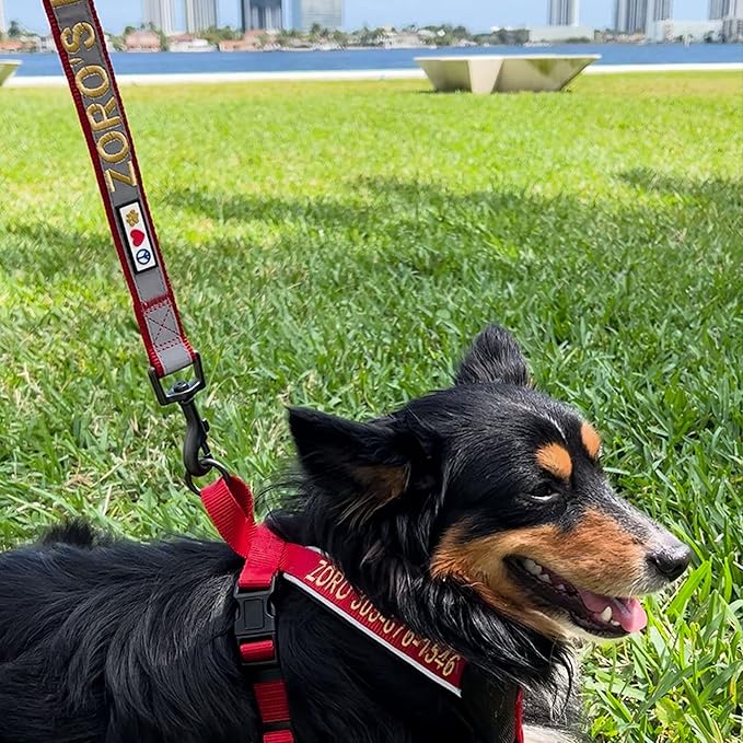 Pawtitas Personalized Dog Leash Embroidered Customize Your Pet Name & Phone Number Puppy Reflective 6 ft Long Small Blue Custom Tag Name, Blue Reflective 🔦 Padded
