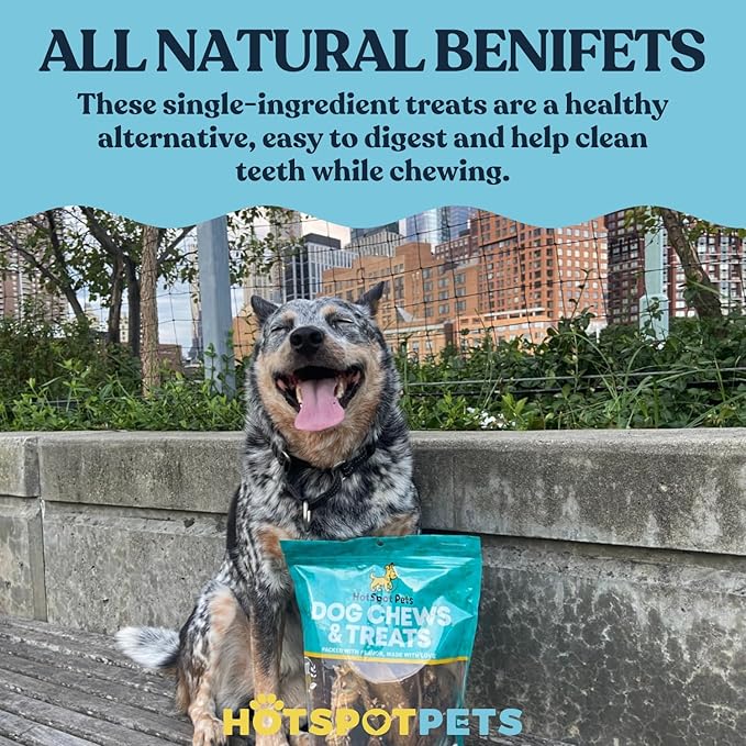 hotspot pets Braided Bully Sticks for Dogs -(12 Inch -10 Pack) All Natural Long Lasting Twisted Beef Pizzle Dog Chew Treats - Grain Free Fully Digestible Rawhide Alternative - 12 Inch Stix