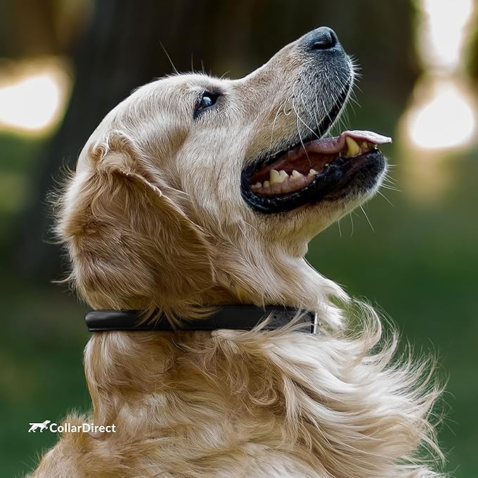 CollarDirect Rolled Leather Dog Collar, Soft Padded Round Puppy Collar, Handmade Genuine Leather Collar Dog Small Large Cat Collars 13 Colors (6-7 Inch, Black Textured)