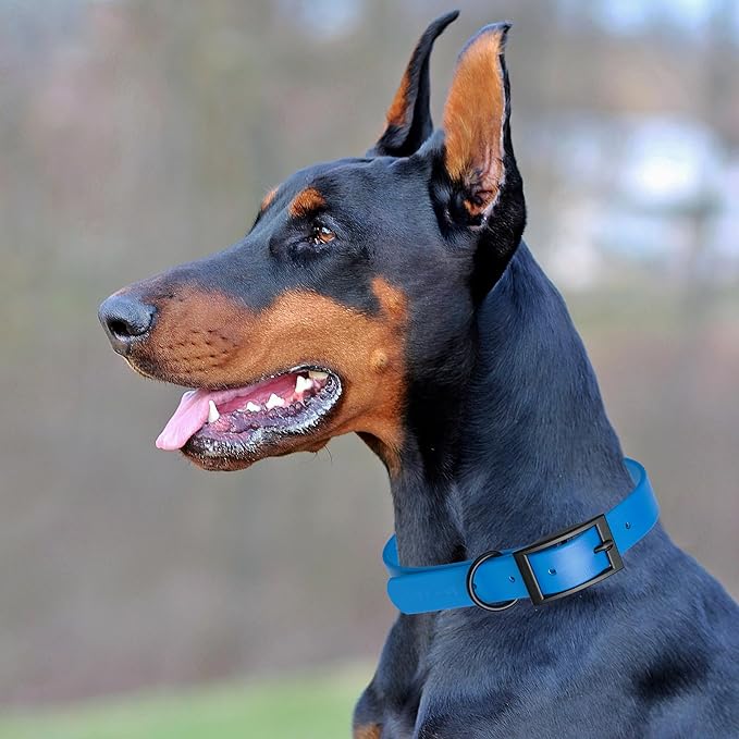 Dogline Biothane Waterproof Dog Collar Strong Coated Nylon Webbing with Black Hardware Odor- Proof for Easy Care Easy to Clean High Performance Fits Small Medium or Large Dogs, Cerulean Blue