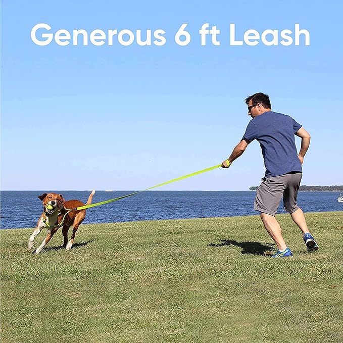 Pawtitas Personalized Dog Leash - Embroidered Custom Leash with Pet Name & Phone Number, 6 ft Long, Grey, Extra Small