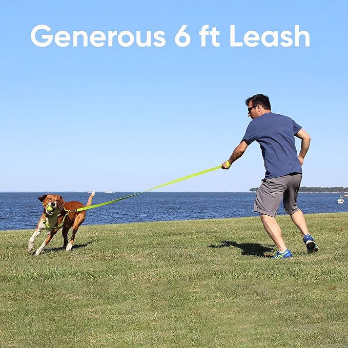 Pawtitas 6 FT Dog Leash - Comfortable Handle, Highly Reflective Threads, Heavy Duty Training Leash (Medium 6 FT)