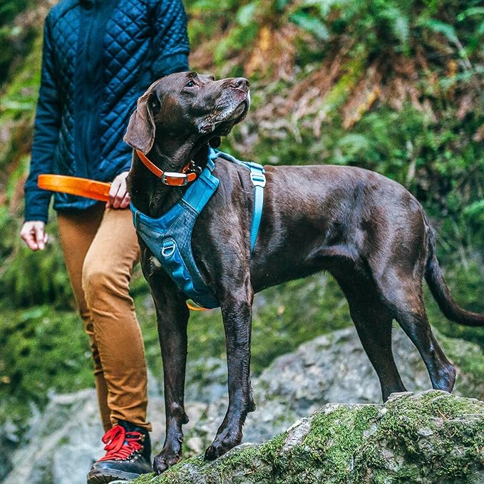 Kurgo Nomad Carrier Backpack - Airline Approved Dog Bag for Travel - Stylish Pet Backpack with Waterproof Bottom - Lightweight for Hiking - Small Breed Dog Carrier with Tablet Sleeve - Blue