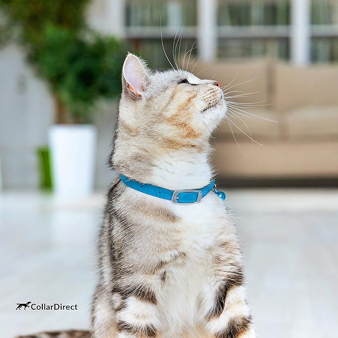 CollarDirect Leather Cat Collar, Kitten Collar with Removable Bell Black Blue Red Orange Lime Green (6-7 Inch, Light Blue)