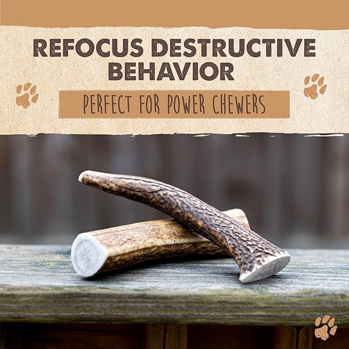 Mighty Paw Elk Antlers for Dogs | Large Size 8'' Premium Deer Antlers, Pets &Puppies. Long Lasting Aggressive Chewers. Dog Antler Chews for Large &XL Dog,1 Count (Pack of 1)