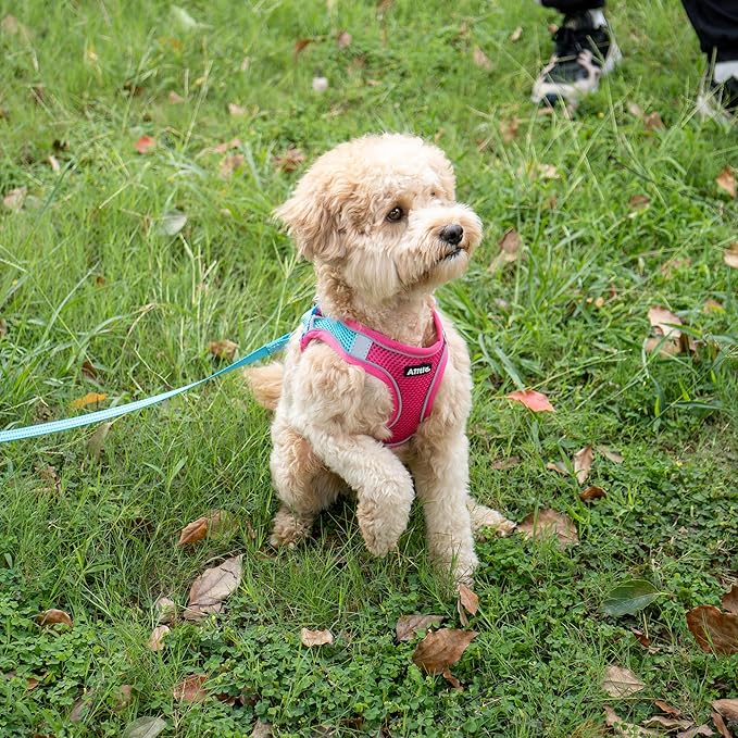 AIITLE Dog Harness, Summer No-Pull Cat Harness with a Leash, Adjustable Reflective Dog Vest, Cat Harness Escape Proof, Outdoor Walking, Camping for Extra Small Dogs and House Cats Hot Pink XXXS